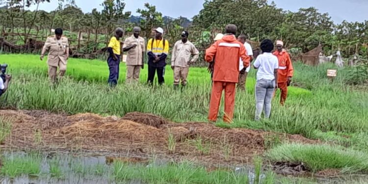 Boké-Agriculture: Le Groupe UMS marque le pas dans la filière rizicole pour l’autonomisation des communautés de Katougouma