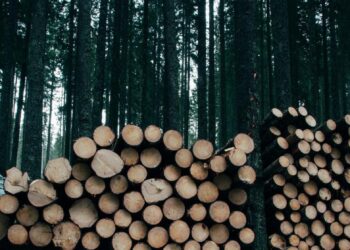 Les forêts de plus en plus soumises à des pressions liées au climat, selon un rapport de la FAO