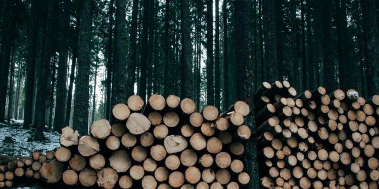 Les forêts de plus en plus soumises à des pressions liées au climat, selon un rapport de la FAO