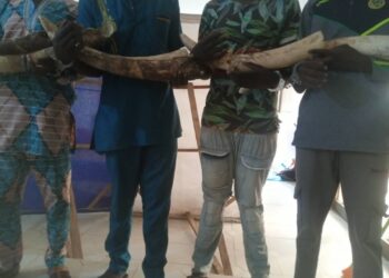 4 présumés trafiquants d’ivoire arrêtés déférés à la prison civile de Kara