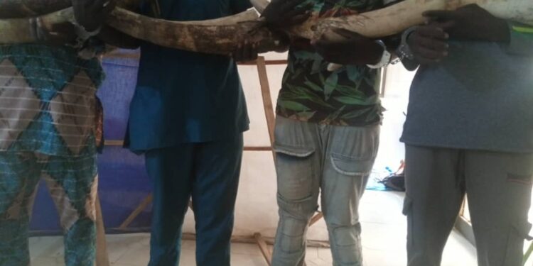 4 présumés trafiquants d’ivoire arrêtés déférés à la prison civile de Kara