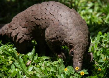 Le pangolin d’Afrique en danger