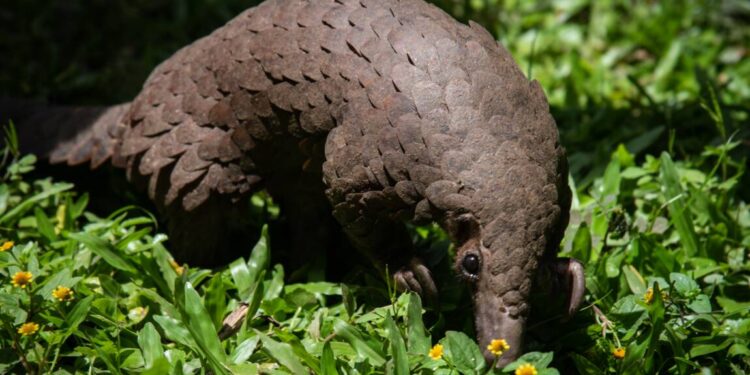 Le pangolin d’Afrique en danger