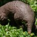 Le pangolin d’Afrique en danger