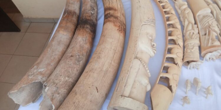 Criminalité faunique/justice : deux trafiquants d’ivoire arrêtés puis déposés