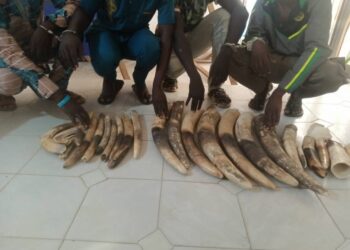 Criminalité faunique au Togo : 4 trafiquants d’ivoire condamnés à 36 mois de prison dont 24 mois de sursis