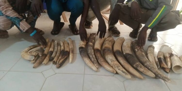 Criminalité faunique au Togo : 4 trafiquants d’ivoire condamnés à 36 mois de prison dont 24 mois de sursis