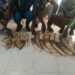 Criminalité faunique au Togo : 4 trafiquants d’ivoire condamnés à 36 mois de prison dont 24 mois de sursis
