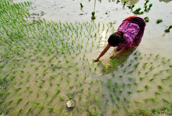Tribune: M. Fadi Wazni : un visionnaire au service du développement de la Guinée