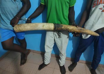 Criminalité faunique : 3 présumés trafiquants arrêtés en possession d’une grosse défense d’éléphant puis déposés