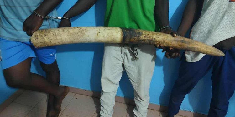 Criminalité faunique : 3 présumés trafiquants arrêtés en possession d’une grosse défense d’éléphant puis déposés