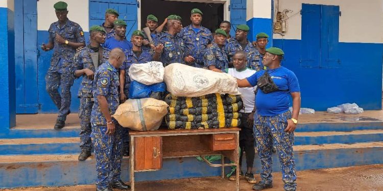 Boké-Insécurité: Saisie de 64 kg du chavre indien par la Compagnie de la Gendarmerie Territoriale