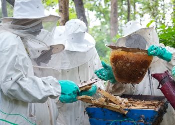 Rio Tinto Simfer avait misé sur l’apiculture pour préserver la biodiversité autour du mont Simandou