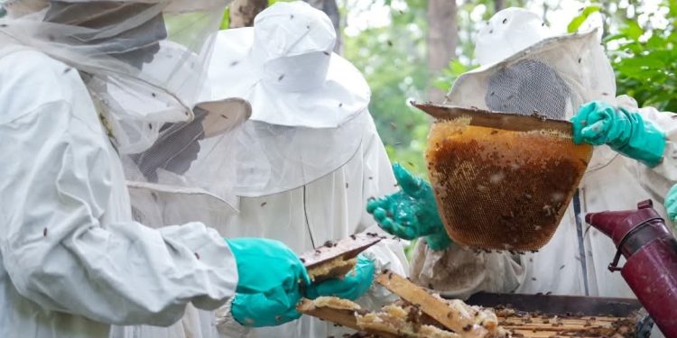 Rio Tinto Simfer avait misé sur l’apiculture pour préserver la biodiversité autour du mont Simandou