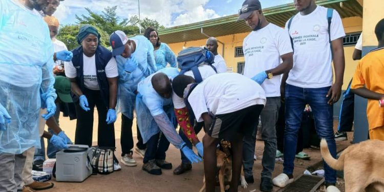 Boké-Santé: La DPA-E lance la vaccination gratuite des chiens contre la rage