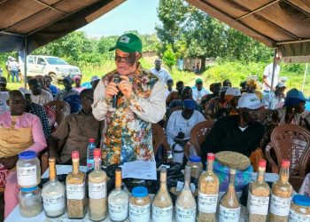 Boké-Agriculture: Les techniciens du Projet Africa Rice forment les producteurs sur l’utilisation des semences de qualité