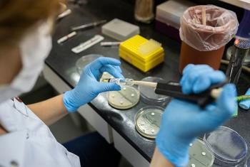 La résistance aux antibiotiques augmente dans le monde, avertit l’OMS
