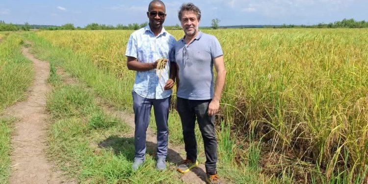 SARITEM : Des aménagements hydro-agricoles qui transforment la riziculture en Basse-Guinée