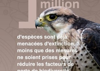 Commerce illégal d’espèces sauvages : la CITES se prépare à des décisions cruciales en Ouzbékistan