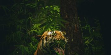 Préserver la nature : un appel pressant à l’action individuelle et collective