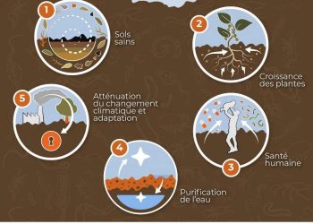 Journée mondiale des sols : un appel urgent à protéger la biodiversité souterraine