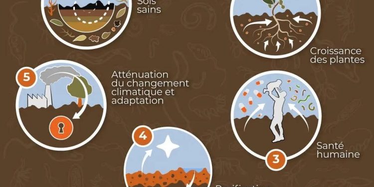 Journée mondiale des sols : un appel urgent à protéger la biodiversité souterraine