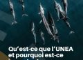 L’Assemblée des Nations Unies pour l’environnement : un rendez-vous décisif pour l’avenir de la planète