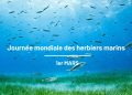 1er mars : la Journée mondiale des herbiers marins, un écosystème vital à protéger