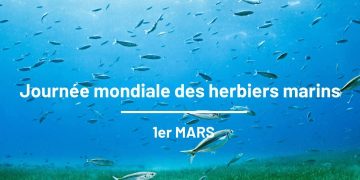 1er mars : la Journée mondiale des herbiers marins, un écosystème vital à protéger