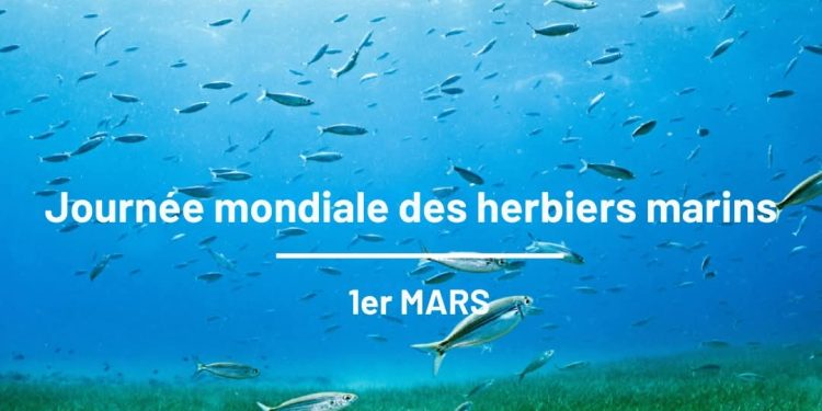 1er mars : la Journée mondiale des herbiers marins, un écosystème vital à protéger