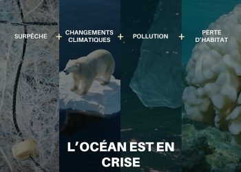 Océans en danger : préserver le poumon bleu de la planète