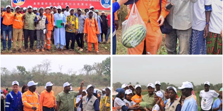 Boké-Malapouya: Le Consortium SMB-Winning lance une vaste campagne de récolte d’un Champ de Pastèques et maraîchage, à Silipouya