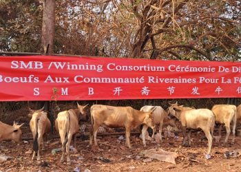 Vers la Fête de Ramadan: Le Consortium SMB-Winning distribue 260 bœufs aux communautés de 280 villages de Boké et Télimélé