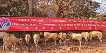 Vers la Fête de Ramadan: Le Consortium SMB-Winning distribue 260 bœufs aux communautés de 280 villages de Boké et Télimélé