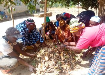 Kindia : les tradipraticiens entre reconnaissance sociale et précarité structurelle