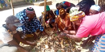 Kindia : les tradipraticiens entre reconnaissance sociale et précarité structurelle