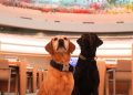 Genève : Miss et Twix, les chiens K-9 de l’ONU au cœur du dispositif de sécurité