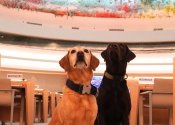 Genève : Miss et Twix, les chiens K-9 de l’ONU au cœur du dispositif de sécurité