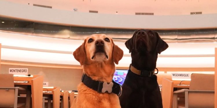 Genève : Miss et Twix, les chiens K-9 de l’ONU au cœur du dispositif de sécurité