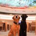 Genève : Miss et Twix, les chiens K-9 de l’ONU au cœur du dispositif de sécurité