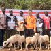 Boké-Tabaski: Le Consortium SMB-Winning distribue 304 moutons aux communautés riveraines de Boké et Télimélé