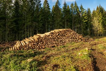 Europe : le bois s’impose comme un pilier stratégique de la transition écologique, selon les Nations Unies