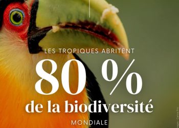 Journée internationale des tropiques : un appel mondial à protéger le poumon de la planète