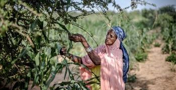Climat : l’ONU veut accélérer le financement de l’adaptation