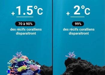 Journée mondiale des récifs : l’ONU alerte sur un écosystème vital en péril