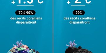 Journée mondiale des récifs : l’ONU alerte sur un écosystème vital en péril