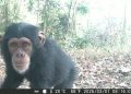 Protection de la biodiversité : l&rsquo;Union européenne renforce son engagement en faveur des chimpanzés en Guinée