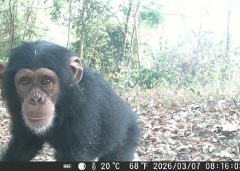 Protection de la biodiversité : l&rsquo;Union européenne renforce son engagement en faveur des chimpanzés en Guinée