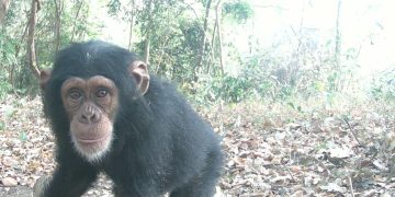 Protection de la biodiversité : l&rsquo;Union européenne renforce son engagement en faveur des chimpanzés en Guinée