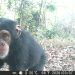 Protection de la biodiversité : l’Union européenne renforce son engagement en faveur des chimpanzés en Guinée